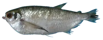 Dusky Narrow Hatchetfish, fotografata su sfondo trasparente