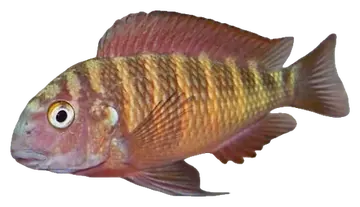 Blunthead Cichlid، صورة على خلفية شفافة