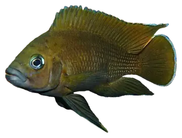 Moore's Lamprologus, photographed on a transparent background