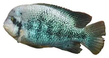 Oaxaca Cichlid، صورة على خلفية شفافة