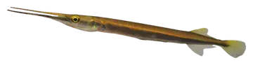 Indochinese Needlefish، صورة على خلفية شفافة