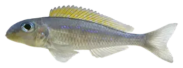 Yellow Sand Cichlid, fotografiert auf transparentem Hintergrund
