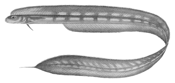 Snake Blenny, fotografiert auf transparentem Hintergrund