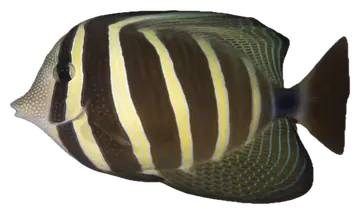 Pacific Sailfin Tang، صورة على خلفية شفافة