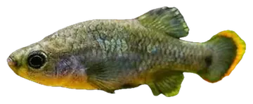 Tequila Splitfin, saydam zeminde fotoğraf