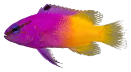 Royal gramma, photographed on a transparent background