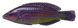 Sixline wrasse, photographed on a transparent background