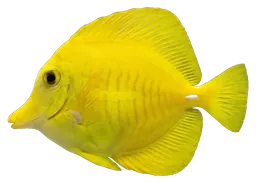 Yellow tang, photographed on a transparent background
