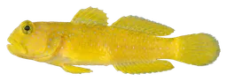 Yellow watchman goby, photographed on a transparent background